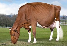 KHW Regiment Apple-Red EX-96