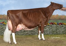 KHW Regiment Apple-Red EX-96