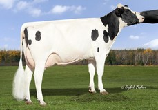 Kings-Ransom It Distinct VG-88