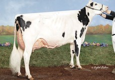 familymember Kings-Ransom KB Delicate EX-93 