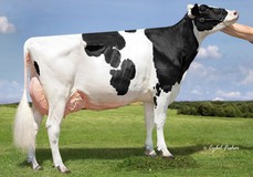 Kings-Ransom KRoy Climax EX-94