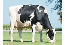 Kings-Ransom Mg Cleavage EX-95