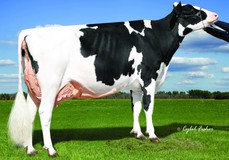 Kings-Ransom Mg Cleavage EX-95