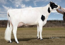 Kings-Ransom Planet Dove EX-92