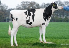 K&L HWH PD Sina VG-85