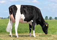 K&L Poppe Gonda VG-86