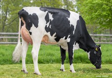 K&L Poppe Goody VG-86