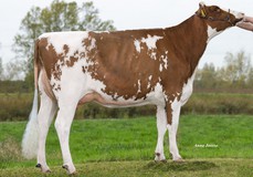 K&L SK Kontiki Red VG-85