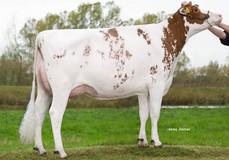 K&L SK Konzert Red VG-89