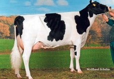 KNS Daybright EX-91