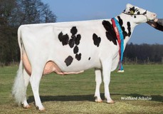 KNS Dorflady EX-92 (Ramos x Dorfgirl) EX-93