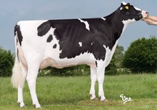 KNS Dreamday VG-85