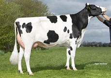 Koepon Altuve Range 7 RDC VG-87