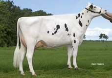 Koepon Bkm Regenia 104 VG-86