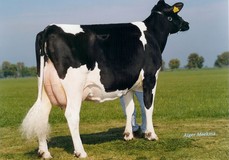 Koepon Classy VG-86