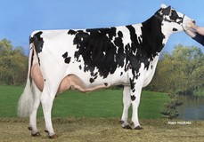 Koepon Jeeves Genua 2 VG-87 Koepon Jeeves Genua 2 VG-87