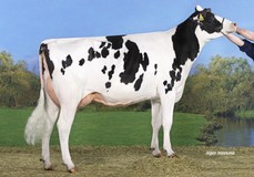 Koepon Mano Classy 93 VG-87