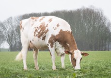 Koepon OH Rubels Range 17 Red VG-86