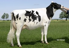 Koepon Shot Classy 17 VG-85