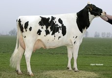 Koepon Shot Classy 17 VG-85