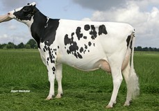 Koepon Shottle Classy 16 VG-85