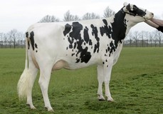 Koepon Shottle Regenia 10 VG-86