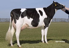 Koepon Stormatic Reginia VG-89