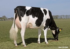 Koepon Stormatic Reginia VG-89