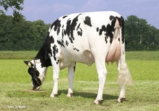 Kossinkhoeve Zadia 1 VG-86