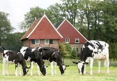 Kossinkhoeve Zadia 1 VG-86