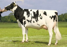 Kossinkhoeve Zadia 1 VG-86