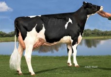 KY-Blue GW Dana EX-91 KY-Blue GW Dana EX-91