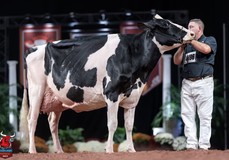 Ladyrose Caught Your Eye-Et EX-95