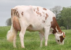 Lakeside Ups Red Range VG-86