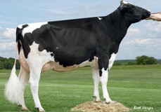 Larcrest Chenile VG-86