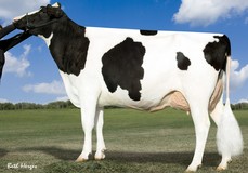 Larcrest Chenoa VG-87 Larcrest Chenoa VG-87