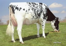 Larcrest Cosmopolitan VG-87