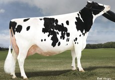 Larcrest Crimson EX-94