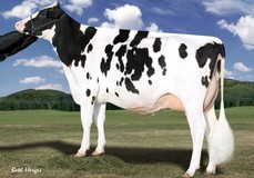 Larcrest Crimson EX-94 Larcrest Crimson EX-94