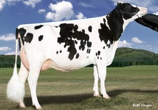 Larcrest Crimson EX-94