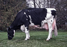 Larcrest Juror Chanel EX-93