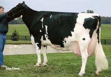 Larcrest Juror Chanel EX-93