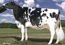 Larcrest Outside Champagne EX-90, Outside x Larcrest Juror Chanel EX-93