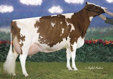 Lavender Ruby Redrose EX-96