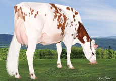 Lesperron Aikman Sofia-Red  VG-88-4yr VG-87