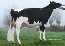 Lis K&L Xemmi 7970 VG-88