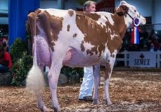 Lochdale Shaquille Missy Red EX-93