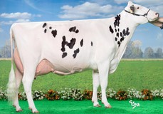 Familymember M.E.DAL Stormatic Ilma EX-95 