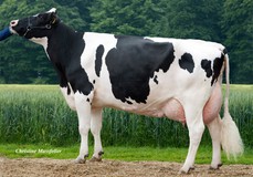 HIN Malta VG-88