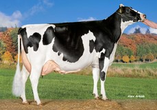 Manders Dellia 5 VG-89